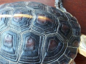 �ϰ��Ĺ�Ч������ �ϰ�����ζ