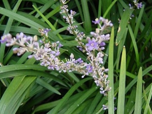 ������ߵĹ�Ч������ ������ߵ���ζ