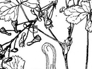 ��Ѫ���Ĺ�Ч������ ��Ѫ�����÷�����