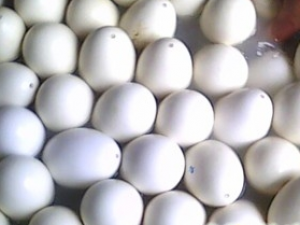 �쵰�ǵĹ�Ч������ �쵰�ǵ��÷�����