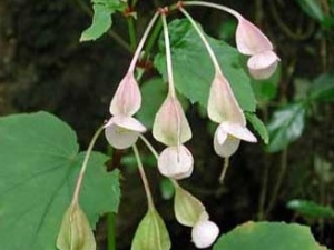 ��ڶ���Ĺ�Ч������ ��ڶ������ζ