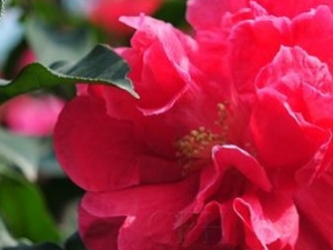 ��ɽ��Ĺ�Ч������ ��ɽ����÷�����