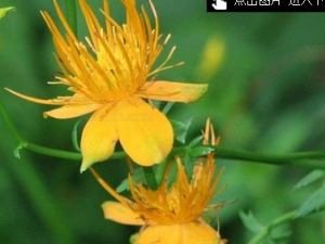 ����������Ĺ�Ч������