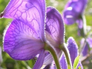 ������ͷ�Ĺ�Ч������ ������ͷ����ζ