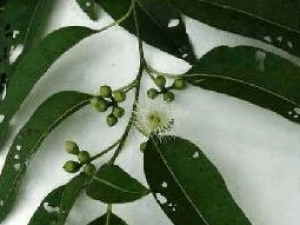 ��Ҷ��Ҷ�Ĺ�Ч������ ��Ҷ��Ҷ���÷�����