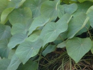 ��ǧ���ٵĹ�Ч������ ��ǧ���ٵ���ζ