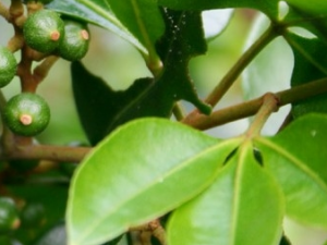 ������Ѫ�Ĺ�Ч������ ������Ѫ����ζ