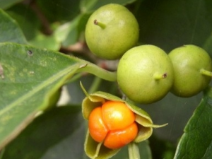 �������ٵĹ�Ч������ �������ٵ��÷�����