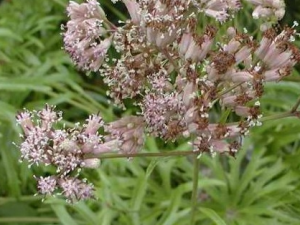 ��β�ݵĹ�Ч������ ��β�ݵ���ζ