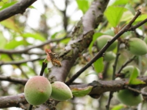 ��÷�ӵĹ�Ч������ ��÷�ӵ���ζ