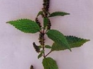 ��Ҷ��޸�Ĺ�Ч������ ��Ҷ��޸���÷�����