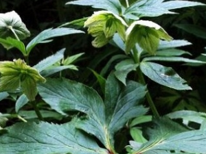 ţ쾥ҶĹЧ ţ쾥Ҷ÷