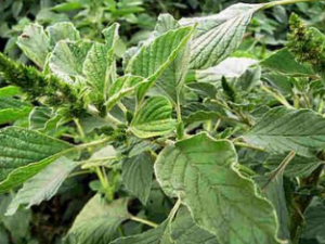 ���Ȳ˵���Դ|��Ч|�ٴ�Ӧ��