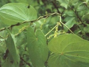 �����Z����Դ|���طֲ�|��Ч