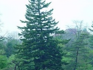 ����ɼ�Ĺ�Ч������ ����ɼ����ζ