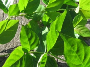 ���ҩ���Ĺ�Ч������ ���ҩ������ζ