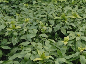 ��Ҷɺ�����Ĺ�Ч������ ��Ҷɺ��������ζ