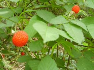 �̲��Ĺ�Ч������ �̲�����ζ