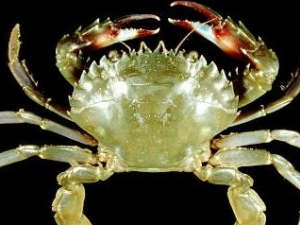 ��׺�Ĺ�Ч������ ��׺����ζ