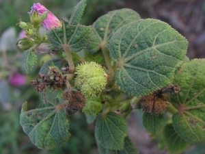 ���һ��Ĺ�Ч������ ���һ����÷�����