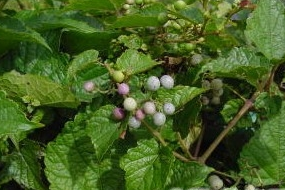 ��Ž���Ĺ�Ч������ ��Ž������ζ