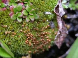 ɽë޺�Ĺ�Ч������ ɽë޺����ζ