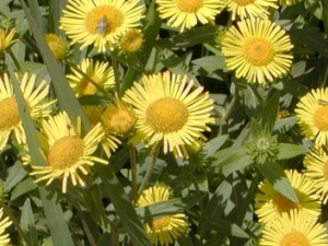 ���������Ĺ�Ч������ ������������ζ