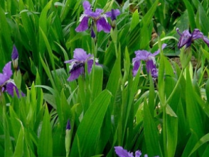 �ຣ�β�ӵĹ�Ч������ �ຣ�β�ӵ���ζ