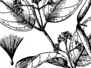 �˹��ٵĹ�Ч������ �˹��ٵ���ζ