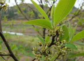 ����� ����ѵ���ζ|��״|ҩ��