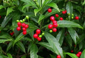 ��ܽľ ��ܽľ���ٴ�Ӧ��|ʹ�ý���