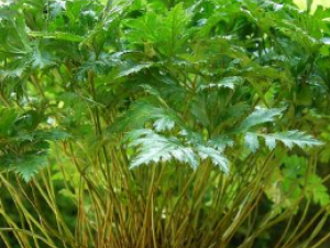 ���� ��������ζ|��״|ҩ��