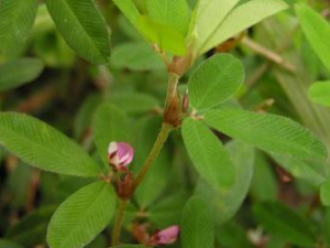 ���۲� ���۲ݵ���ζ|��״|ҩ��