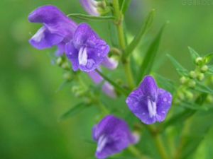 ���� ���˵���ζ|��״|ҩ��