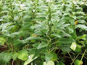 ���黨�Ĺ�Ч������ ���黨���÷�����