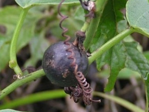 �Բ���ҩ�Ĺ�Ч������ �Բ���ҩ����ζ