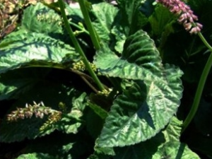 Ѫ�̲ݵĹ�Ч������ Ѫ�̲ݵ��÷�����