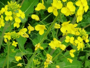 ̦ܿ�Ĺ�Ч������ ̦ܿ���÷�����