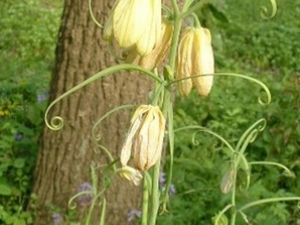 ̫�ױ�ĸ�Ĺ�Ч������ ̫�ױ�ĸ����ζ