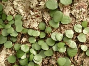 ʯާ�Ĺ�Ч������ ʯާ���÷�����