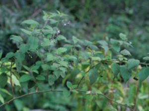 ��Ӣ ��Ӣ����ζ|�ٴ�Ӧ��|��Դ