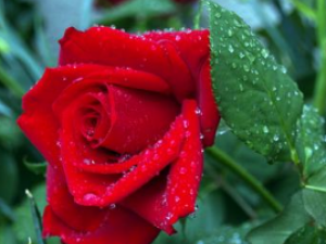 õ�廨 õ�廨����ζ|�ٴ�Ӧ��|ʹ�ý���