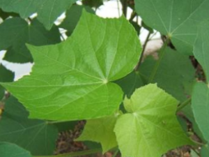 ľܽ��Ҷ ľܽ��Ҷ����ζ|��Ч|�ٴ�Ӧ��