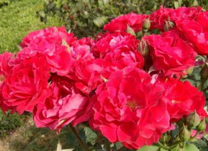 �¼��� �¼����Ĺ�Ч|��Դ|��ζ