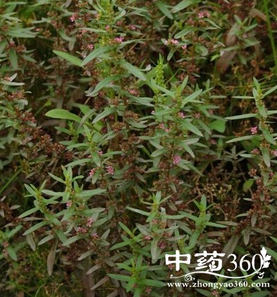 耳水苋 耳水苋|功能主治|用法用量|性味