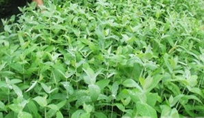 ֱ������Ҷ