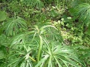 ��Ҷ�ö���