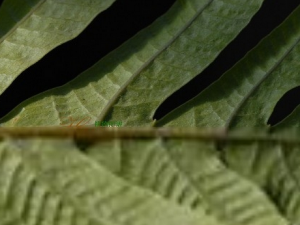 ��Ҷ����ާ