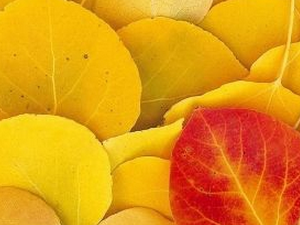 �＾��ҽ���� ��ҽ�����＾��������