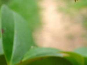 ��Ҷ������ľ